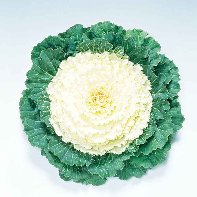 Ornamental Kale Pigeon White F1 Seed