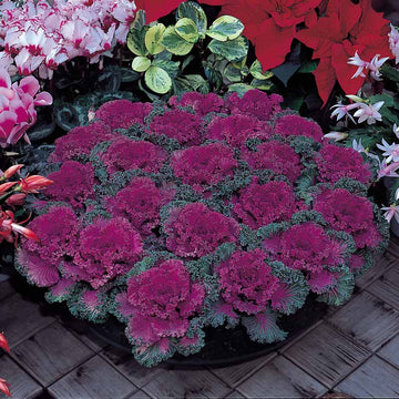 Ornamental Kale Nagoya Red F1 Seed