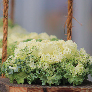 Ornamental Kale Nagoya White F1 Seed