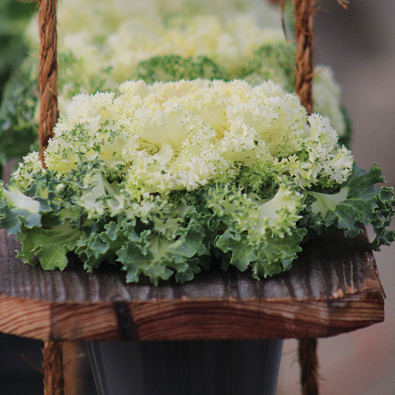 Ornamental Kale Nagoya White F1 Seed