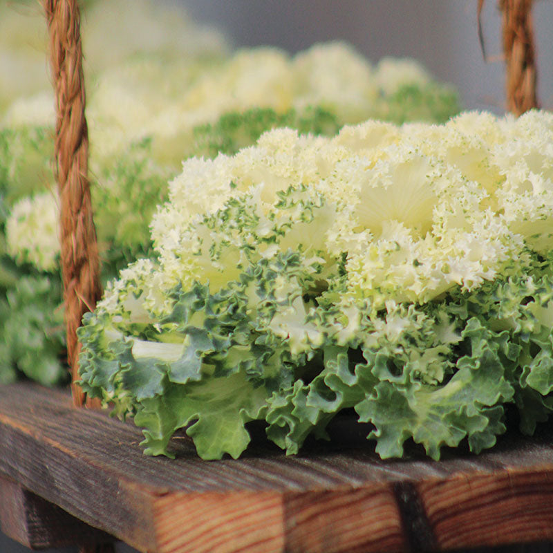 Ornamental Kale Nagoya White F1 Seed