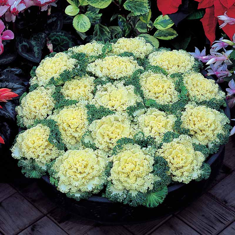 Ornamental Kale Nagoya White F1 Seed