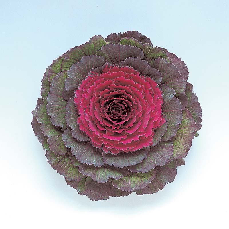 Ornamental Kale Pigeon Purple F1 Seed