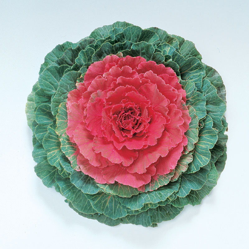 Ornamental Kale Pigeon Red F1 Seed