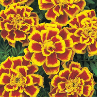 Marigold Durango Bee Seed