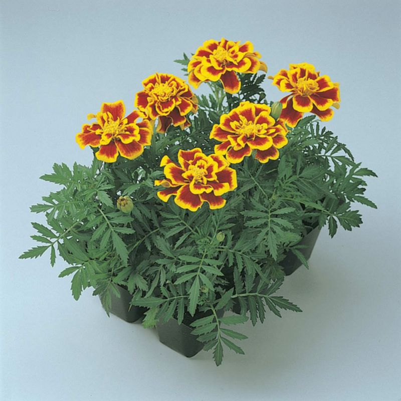 Marigold Durango Bee Seed