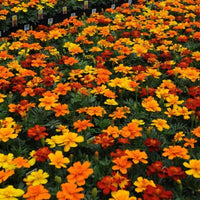 Marigold Durango Mix Seed