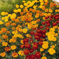 Marigold Durango Mix Seed