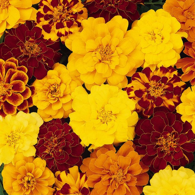 Marigold Durango Mix Seed