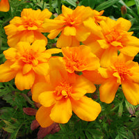 Marigold Durango Mix Seed