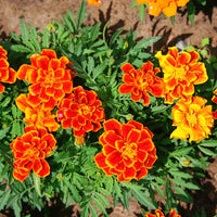 Marigold Durango Mix Seed