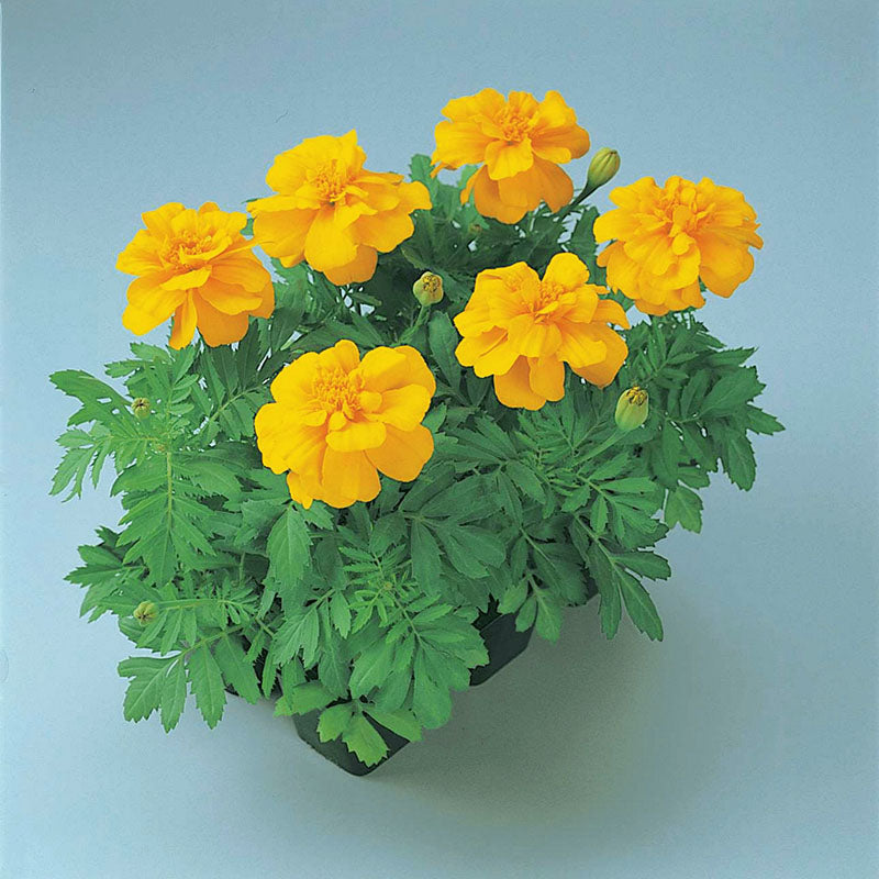 Marigold Durango Mix Seed