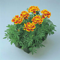 Marigold Durango Mix Seed