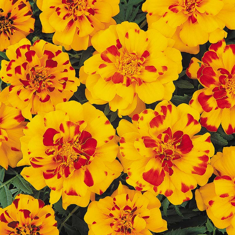 Marigold Durango Mix Seed