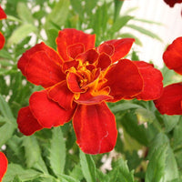 Marigold Durango Red Seed