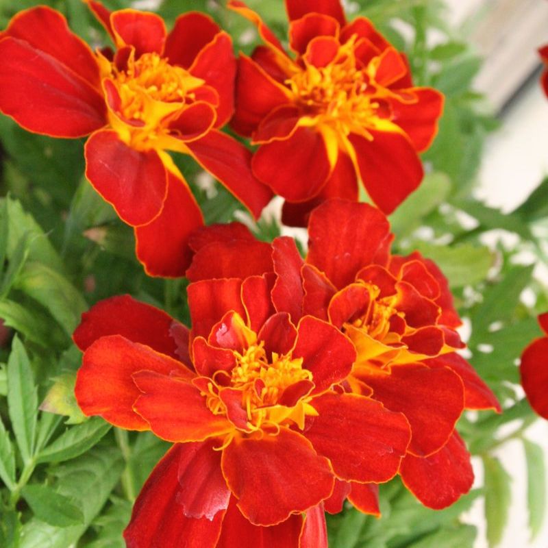 Marigold Durango Red Seed