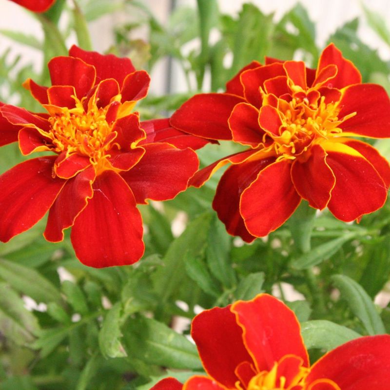 Marigold Durango Red Seed