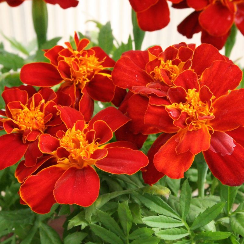 Marigold Durango Red Seed