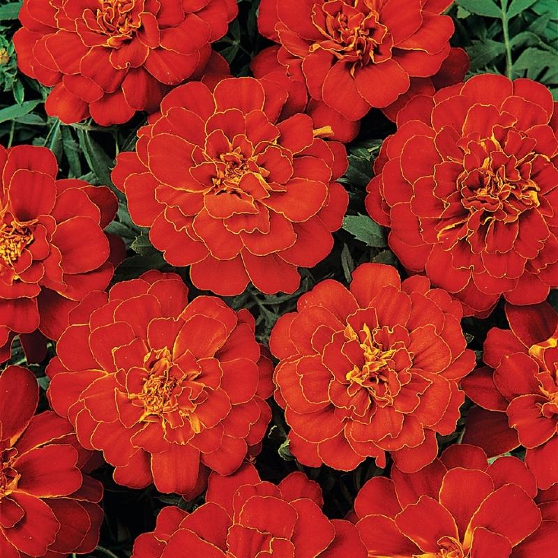 Marigold Durango Red Seed