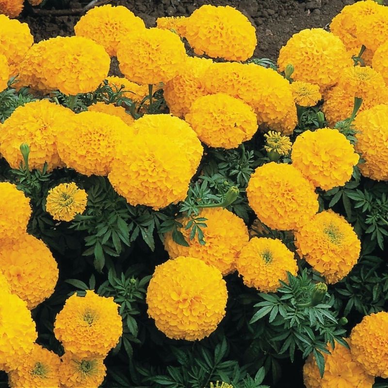 Marigold Inca II Gold F1 Seed