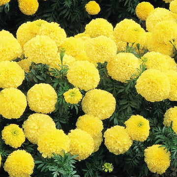 Marigold Inca II Primrose F1 Seed