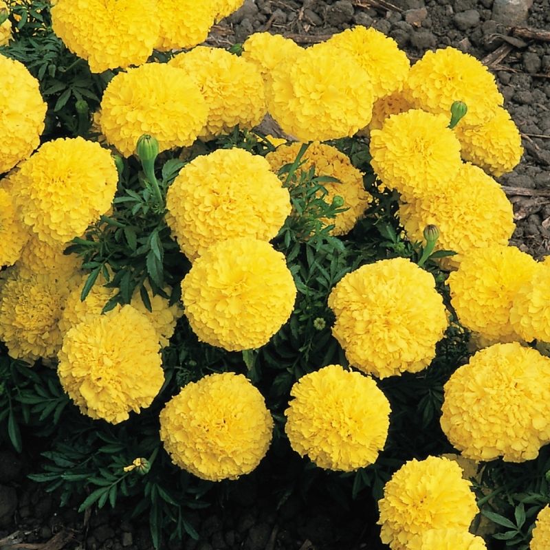 Marigold Inca II Yellow F1 Seed