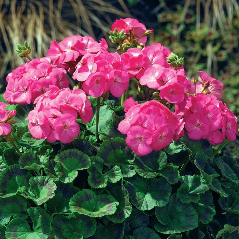 Geranium Maverick Pink F1 Seed