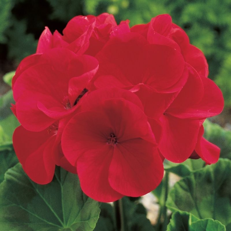 Geranium Maverick Red F1 Seed