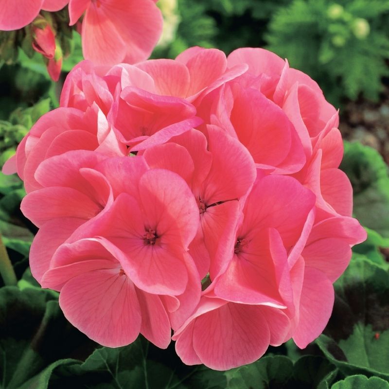 Geranium Maverick Salmon F1 Seed