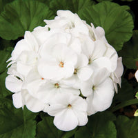 Geranium Maverick White F1 Seed