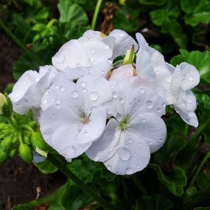 Geranium Maverick White F1 Seed