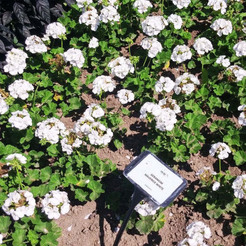 Geranium Maverick White F1 Seed