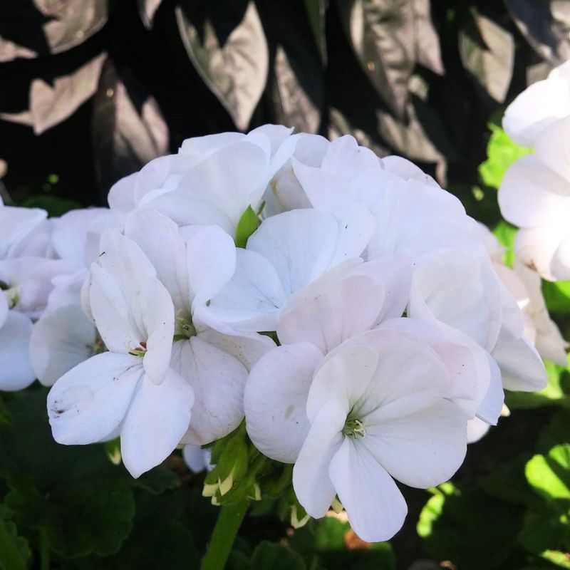 Geranium Maverick White F1 Seed