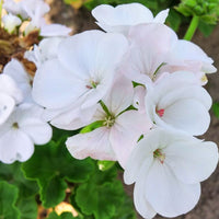 Geranium Maverick White F1 Seed