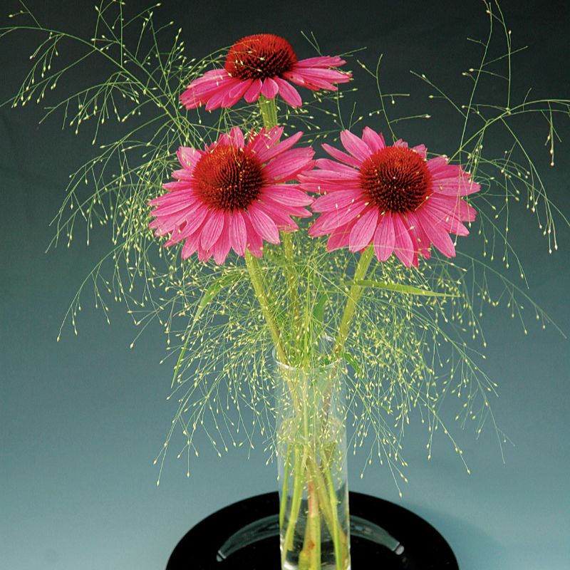 Echinacea Primadonna Deep Rose Seed