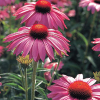 Echinacea Primadonna Deep Rose Seed