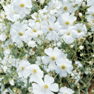 Gypsophila Covent Garden Seed