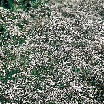 Gypsophila Double Snowflake Seed