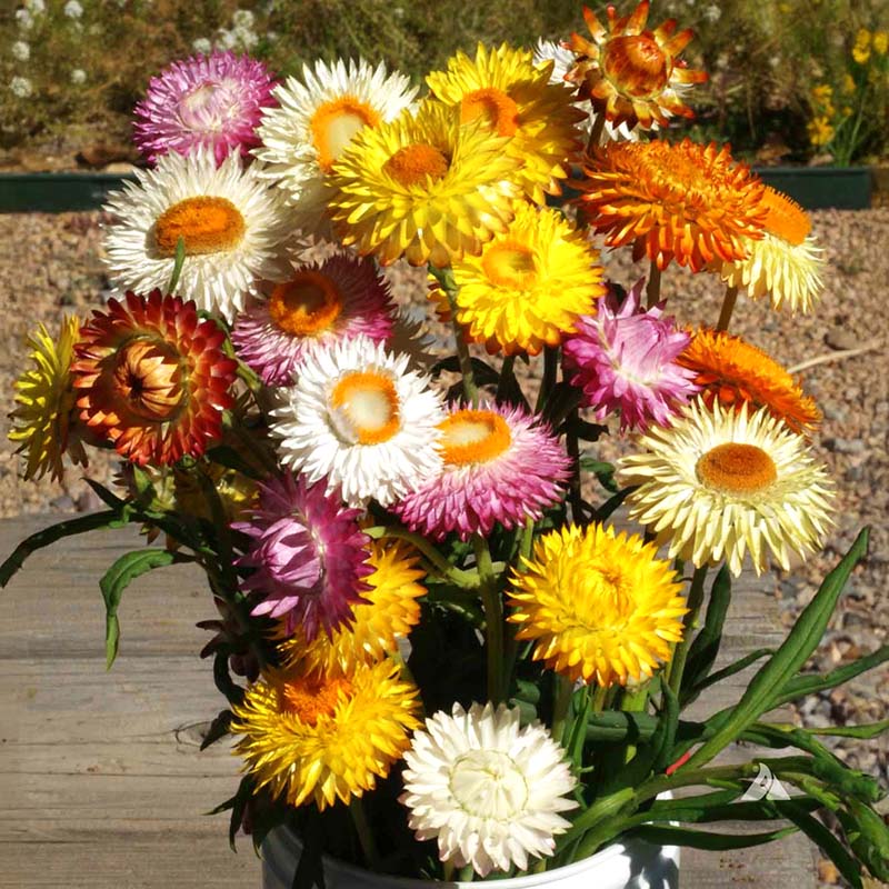 Strawflower Double Mixed Colors Seed