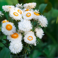 Strawflower Double Mixed Colors Seed