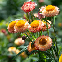 Strawflower Double Mixed Colors Seed