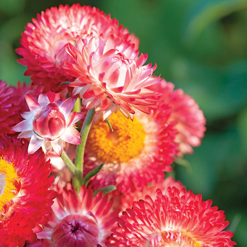 Strawflower Double Mixed Colors Seed