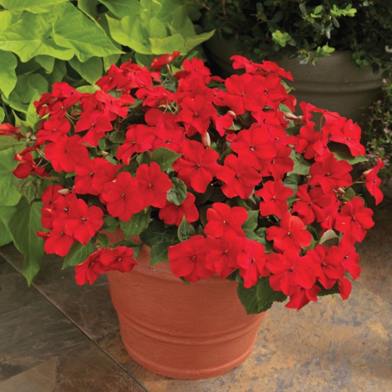 Impatiens Accent Premium Red F1 Seed