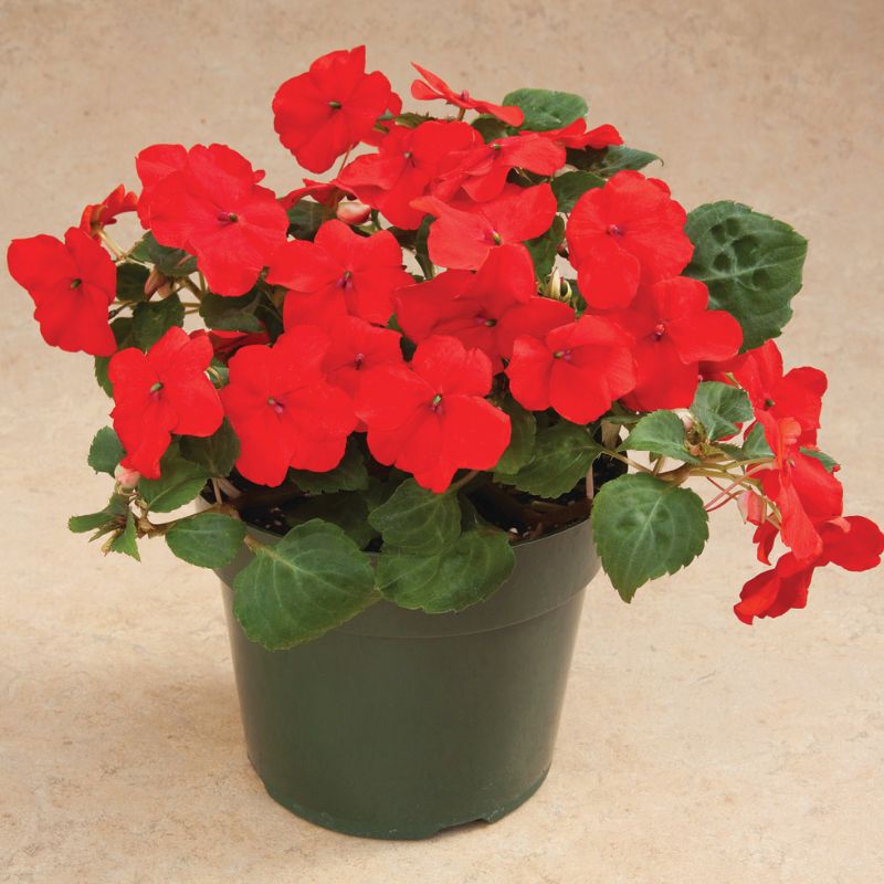 Impatiens Accent Premium Red F1 Seed