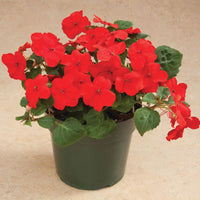 Impatiens Accent Premium Red F1 Seed