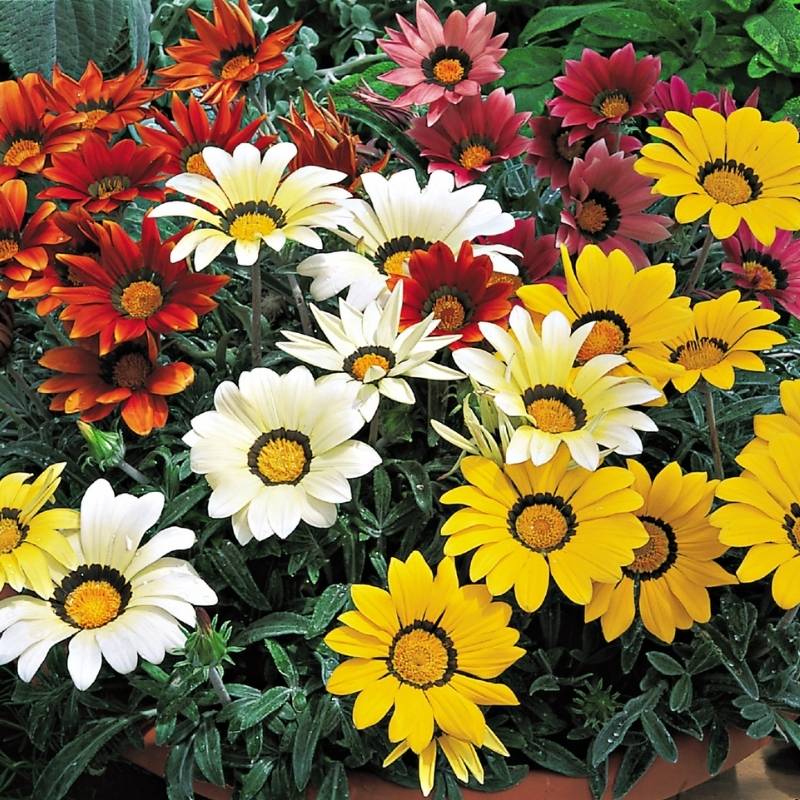 Gazania Kiss Frosty Mix F1 Seed