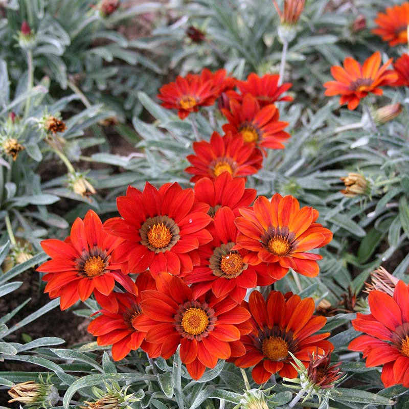 Gazania Kiss Frosty Mix F1 Seed