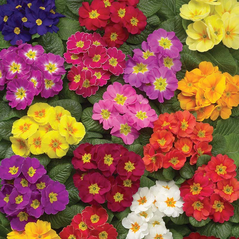 Primula Danova Growers Select Mix F1 Seed