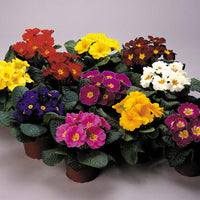 Primula Danova Growers Select Mix F1 Seed