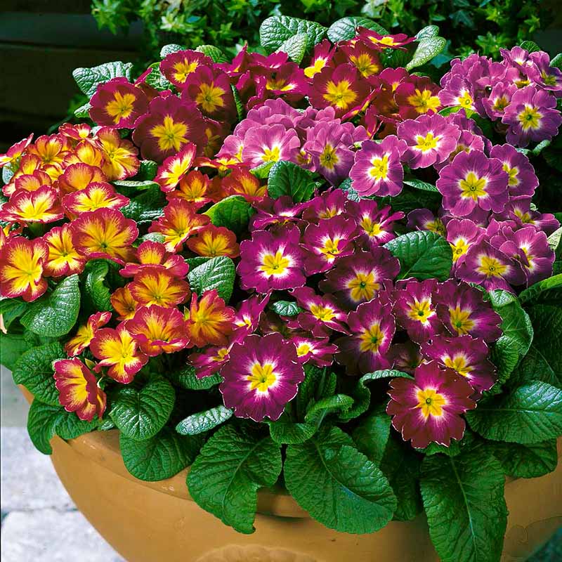 Primula Danova Growers Select Mix F1 Seed